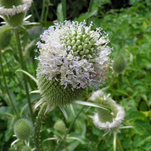 Kaardenbol | Bio en zaadvaste bloemenzaden