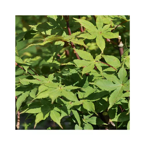 Erable du Japon (ACER PALAMATUM OZAKAZUKI ) Le pot de 50 litres