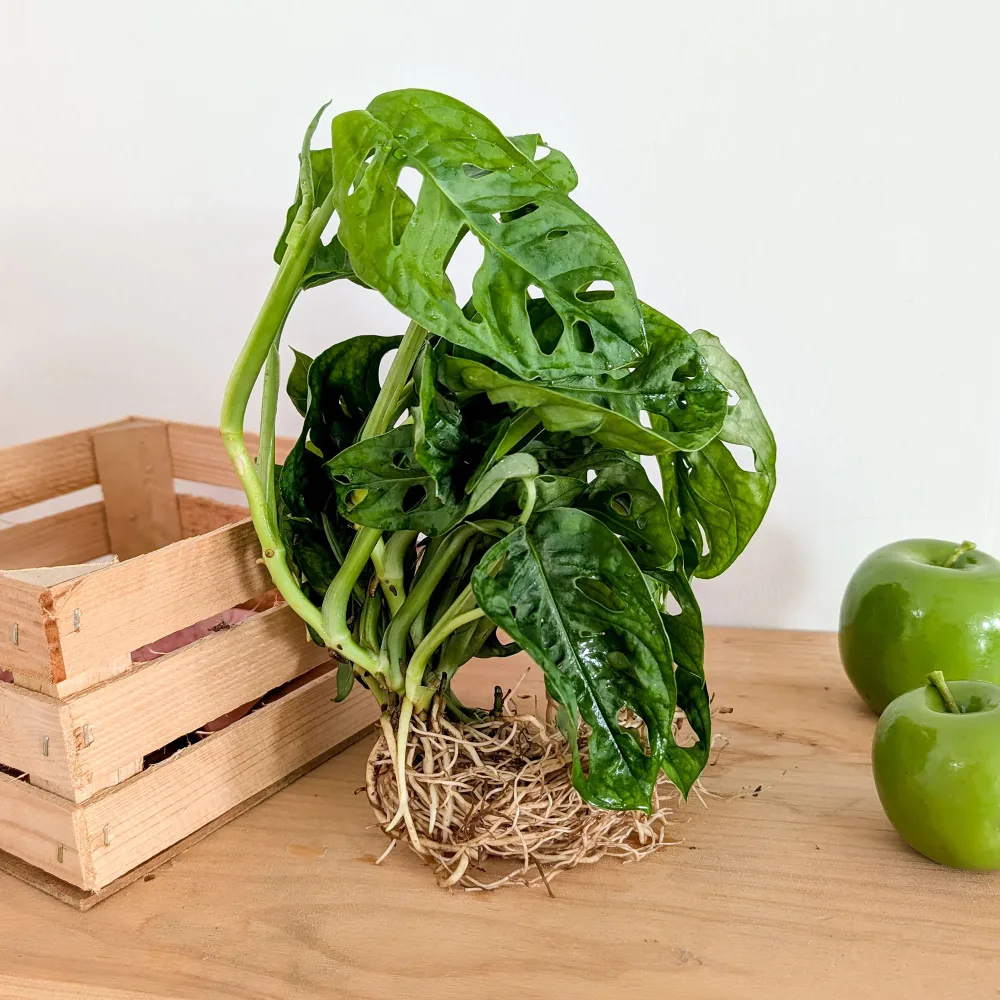 Monstera Monstera