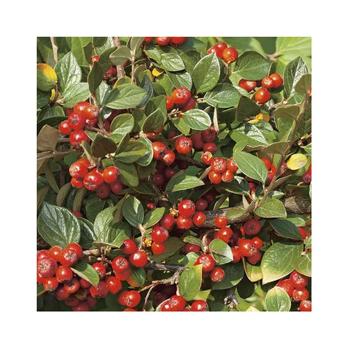 Cotonéastre de Franchet (Cotoneaster) vert. Le pot de 7 litres