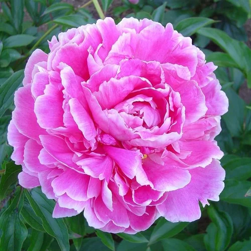 Paeonia Avalanche - Le pot de 2 litres