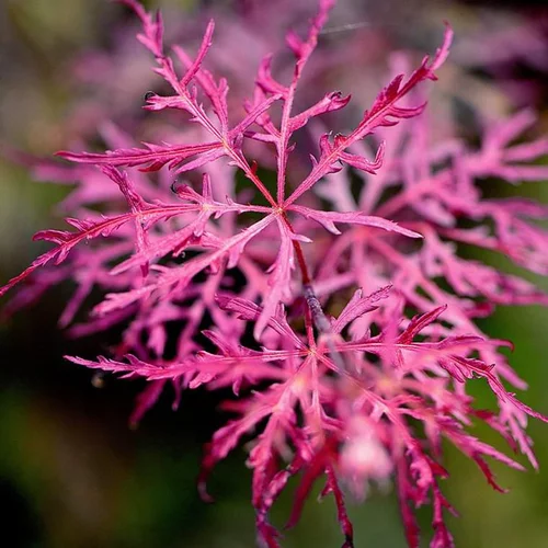 Acer Palmatum Dissectum Inaba Shidare (Érable du Japon) 1/2 tige en pot de 55 L rouge