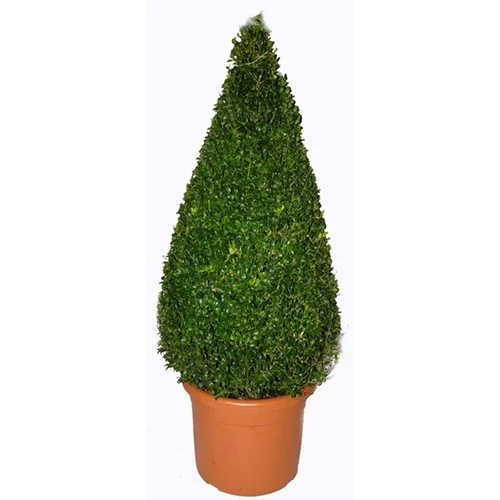 Buxus Sempervirens (Buis commun) pyramide en pot de 12 L vert