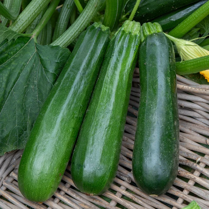 Courgette verte non coureuse des maraîchers Bio Cucurbita pepo verte non coureuse des maraîchers