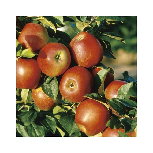 Pommier Delbard Jubile® Delgollune. Le pot de 15 litres, forme 1/2 tige
