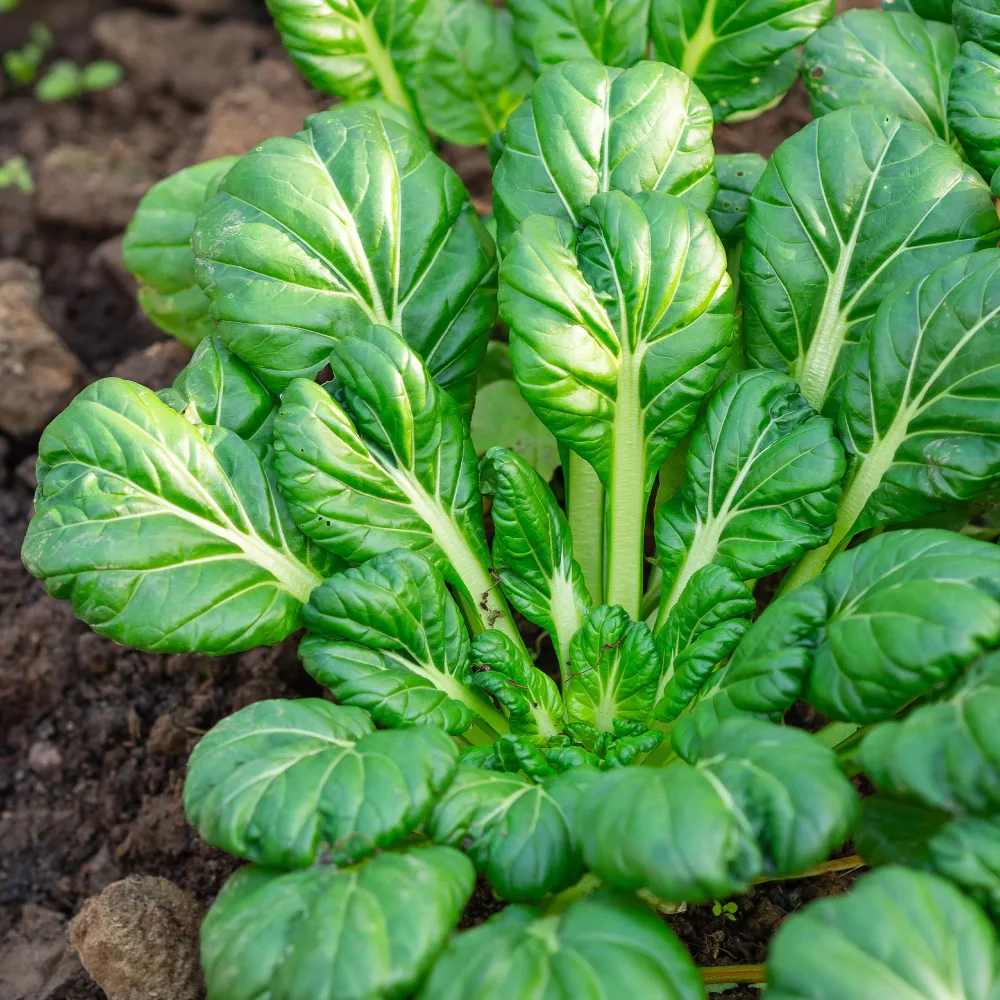 Choux chinois Tatsoi Bio Brassica rapa rosularis