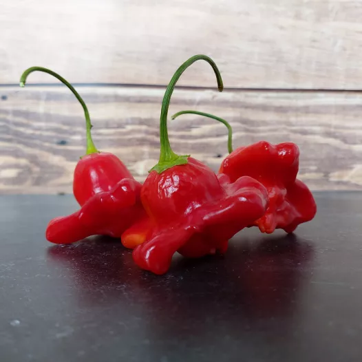 Biologische zaden van Peper Bishop crown