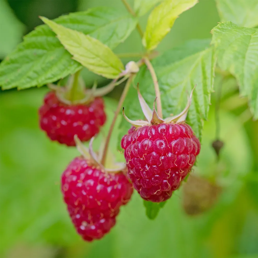 Framboisier Zeva Rubus idaeus zeva