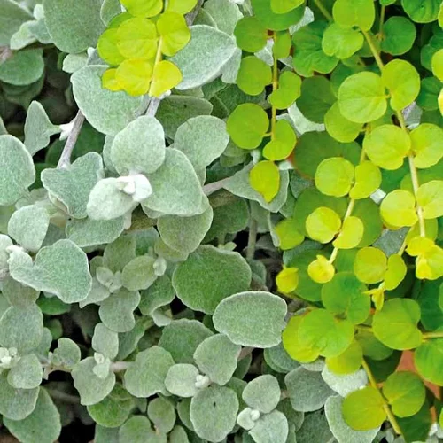 Gnaphalium ou Immortelle laineuse au feuillage gris - Le pot de 0,5 litre