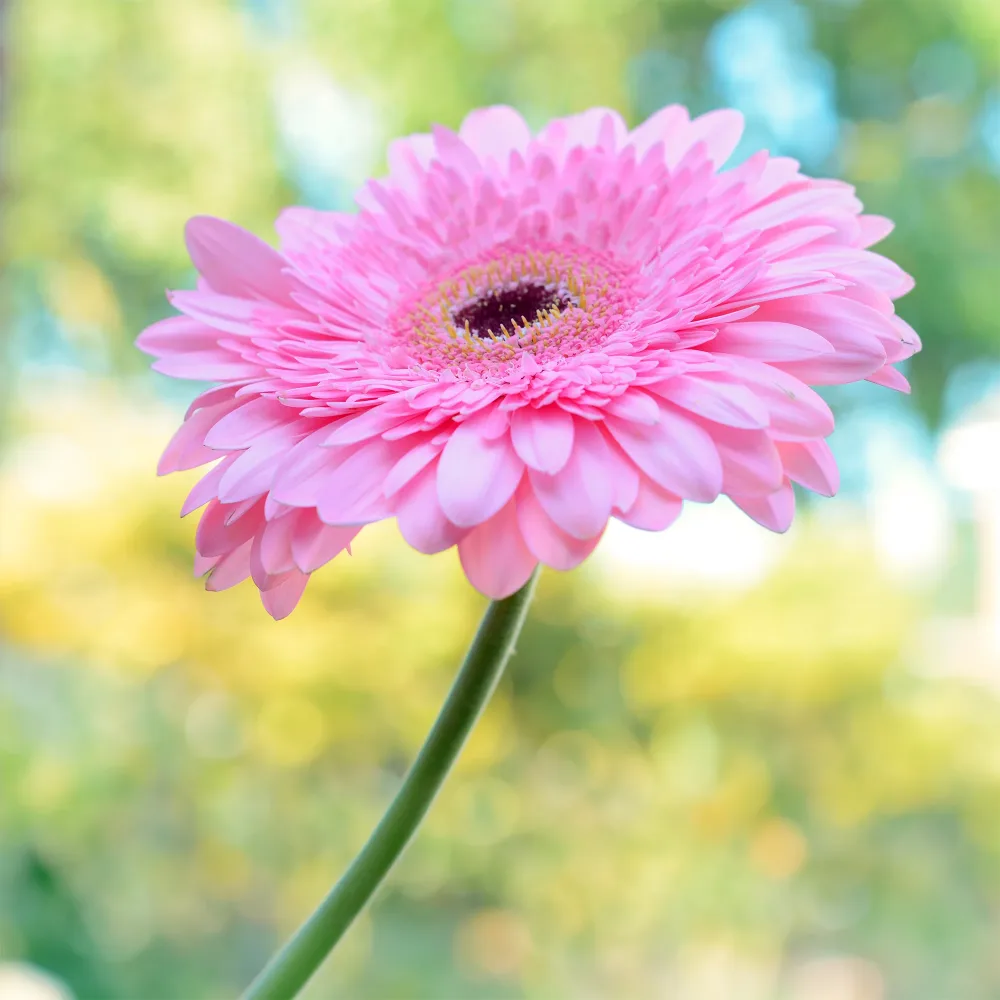 Gerbera rose Gerbera jamesonii