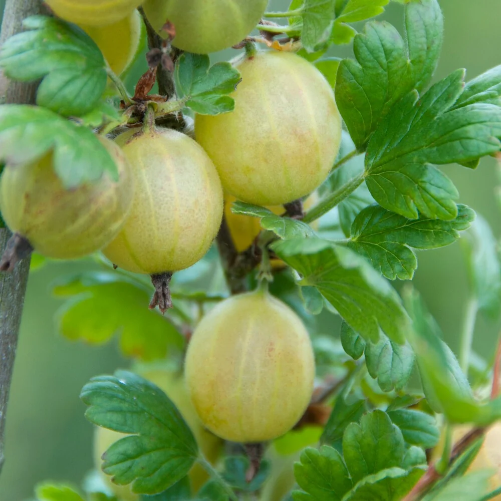 Groseillier à maquereau Hinnonmäki Vert Ribes uva-crispa 'hinnonmäki grün'