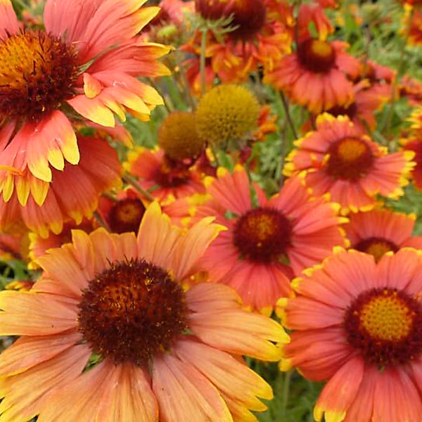 6 x Gaillarde vivace 'Tokayer' – Gaillardia 'Tokayer', godet 9cm x 9cm
