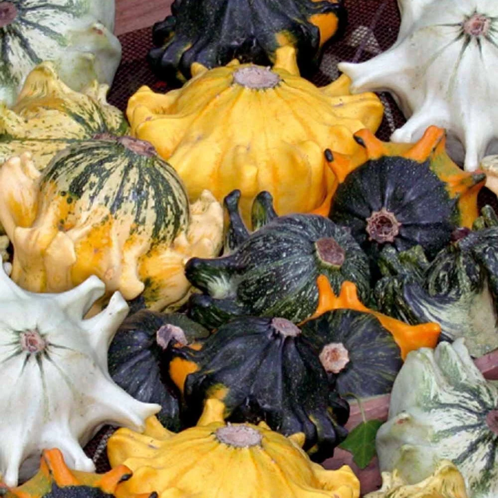 Coloquintes Couronnes d'épines Shenot en mélange Cucurbita pepo