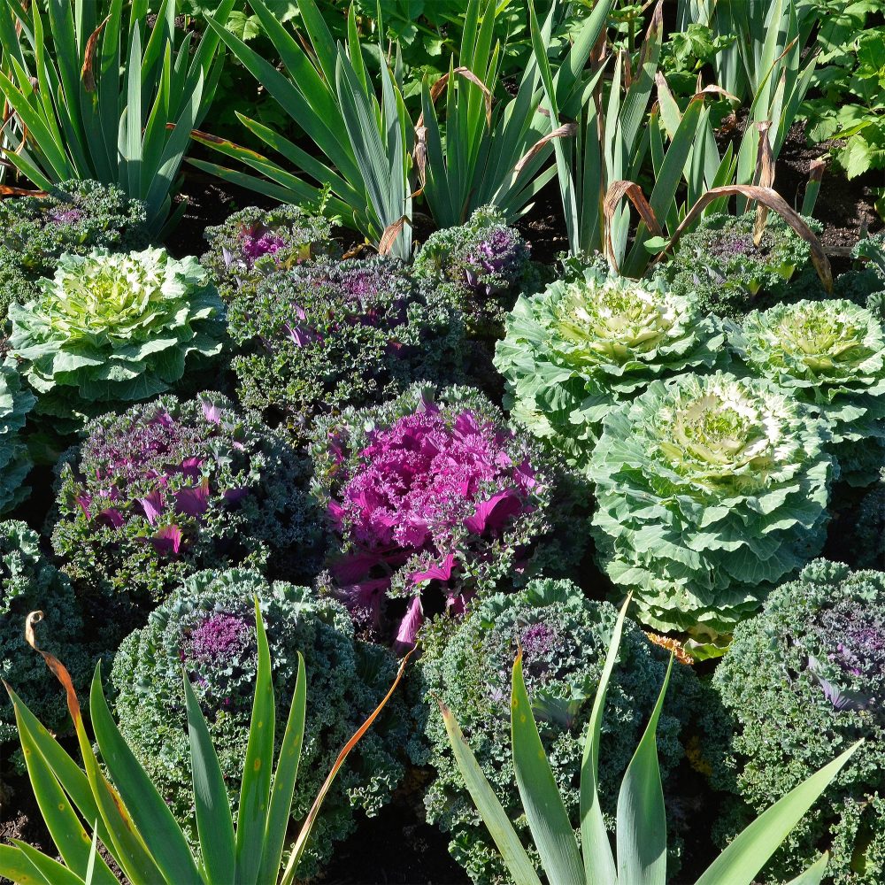 3 Choux décoratifs en mélange Brassica