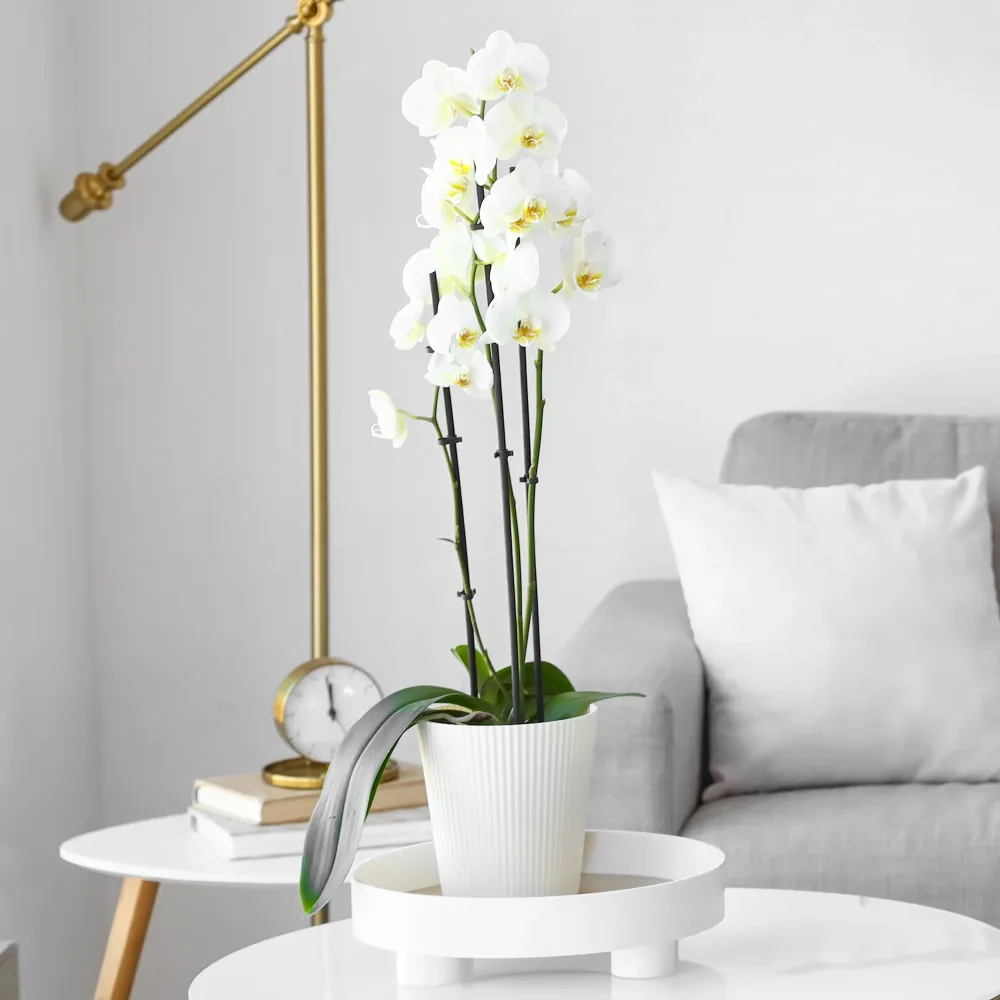 Orchidée blanche Phalaenopsis white