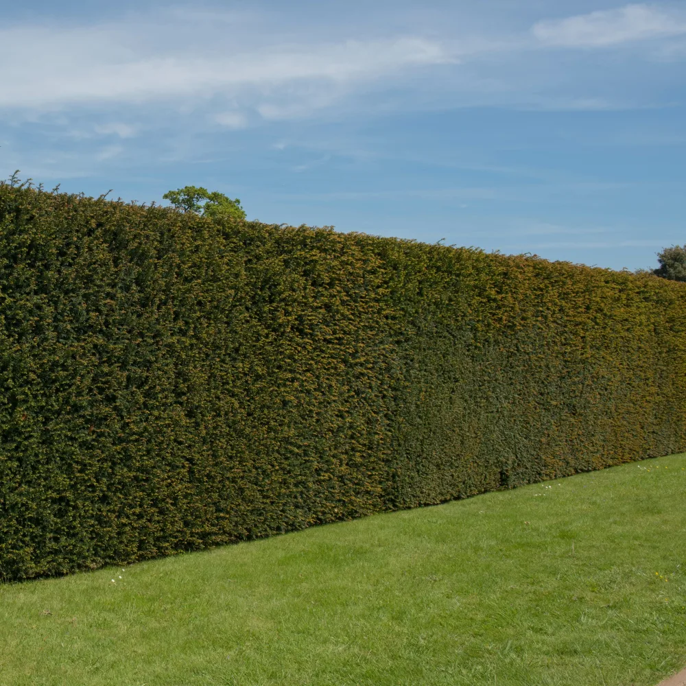 If commun Taxus baccata