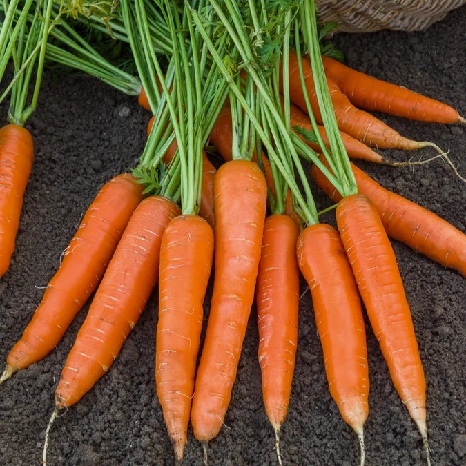 Carotte Berlicum 2 Daucus carota berlicum 2