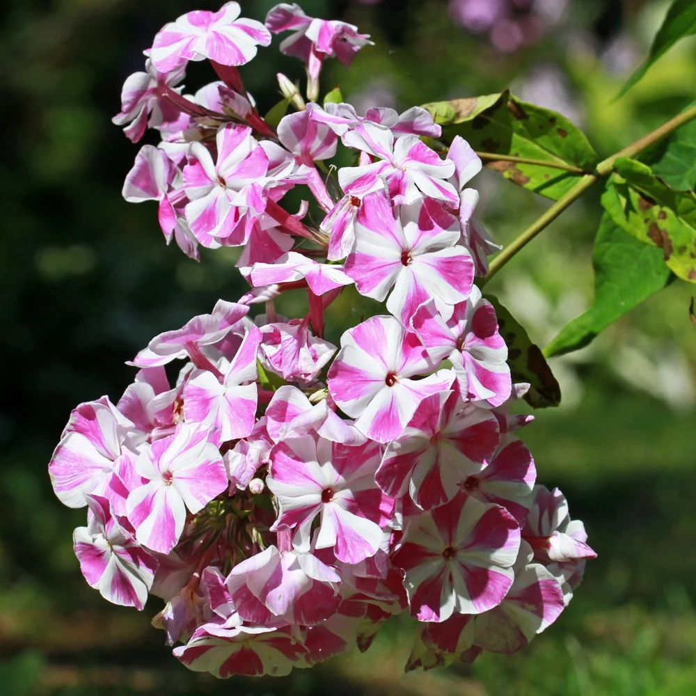 Phlox paniculé Bambini Candy Crush Phlox paniculata Bambini ® Candy Crush