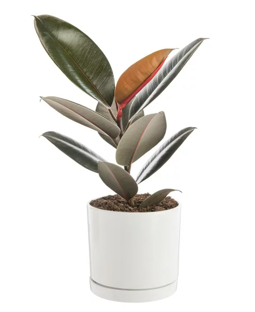 Ficus elastica Abidjan vert en pot blanc émaillé botanic®. Le pot Ø 18 cm