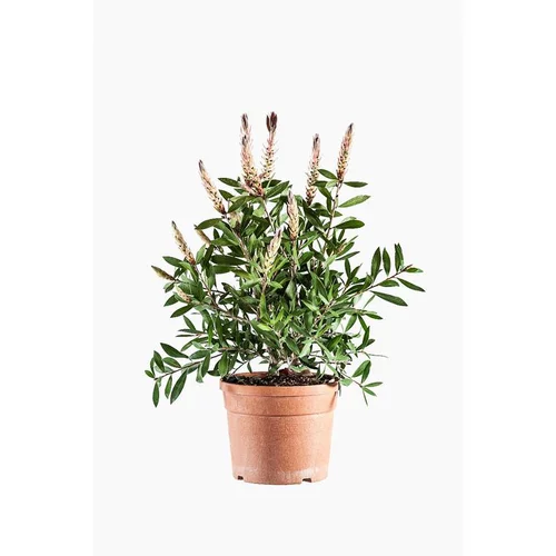 Rince bouteille (Callistemon Citrinus Splendens) 30/35. Le pot de 3 litres