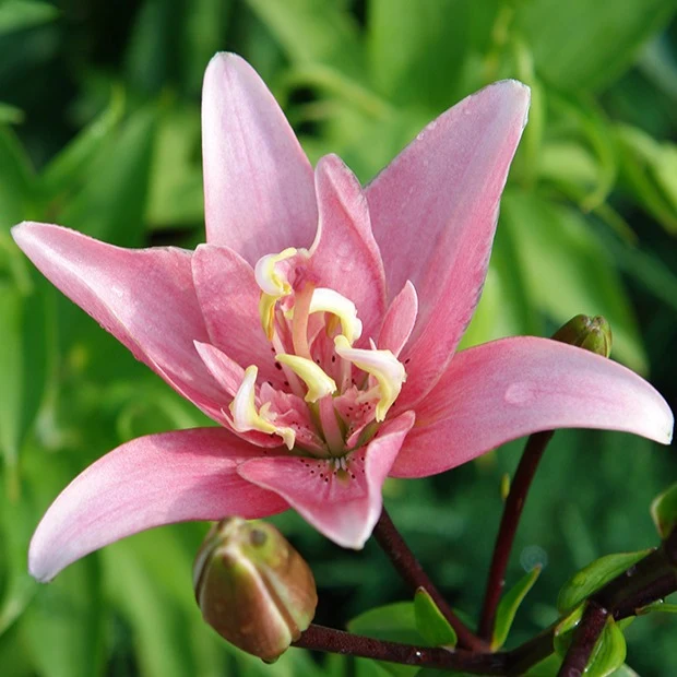 3 Lis asiatique à fleurs doubles Elodie Lilium elodie