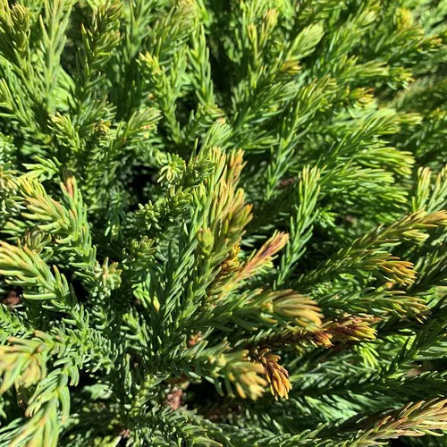 Cèdre du Japon Globosa Nana vert. Le pot de 70 litres