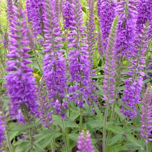 Véronique Eveline Veronica longifolia Eveline