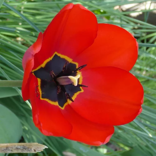 Tulipe coloris variés. Le pot de 10,5 cm