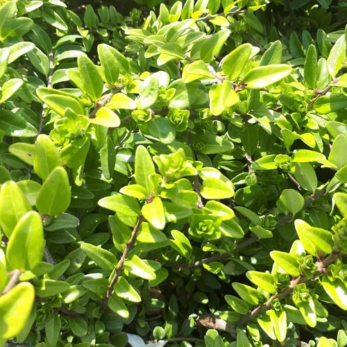 Chèvrefeuille à feuille de buis Maigrun vert. Le pot de 1 litre
