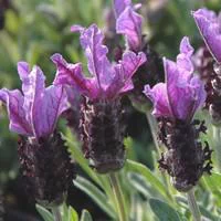 Lavande Dentata pyramide. Le pot de 3 litres