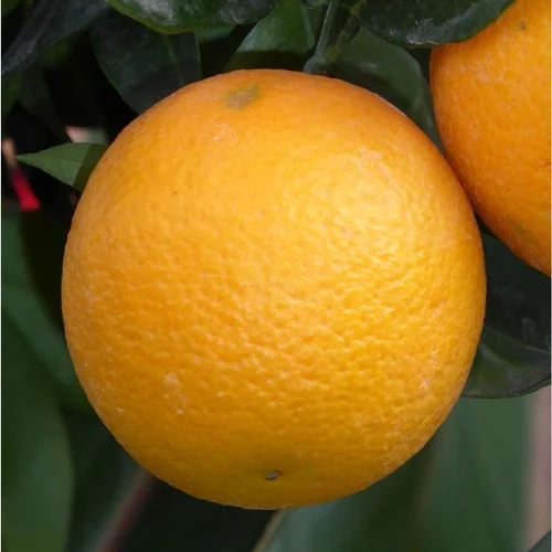 Oranger. Le pot de 110 litres