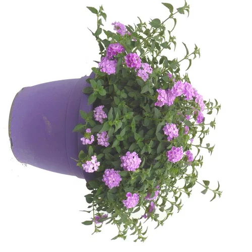 Lantana - Le pot de 6 litres
