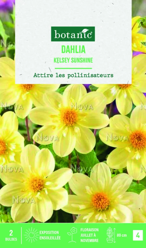 Bulbes de fleurs Dahlia collerette Kelsey Sunshine botanic® - 2 bulbes