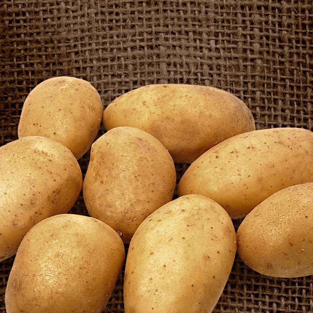 25 Pommes de terre Wilja Solanum tuberosum 'wilja'
