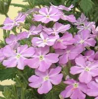 Verveine retombante - Le pot de 1 litre