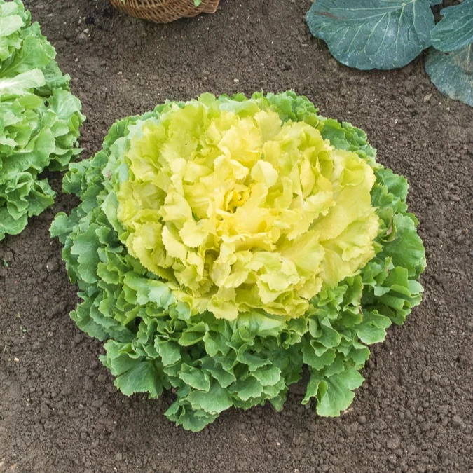 Chicorée scarole Géante Maraîchère Cichorium endivia géante maraichère