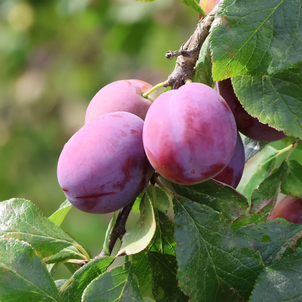 Prunier Victoria Prunus domestica Victoria