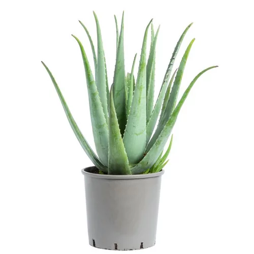 Aloe vera. Le pot de 15 litres