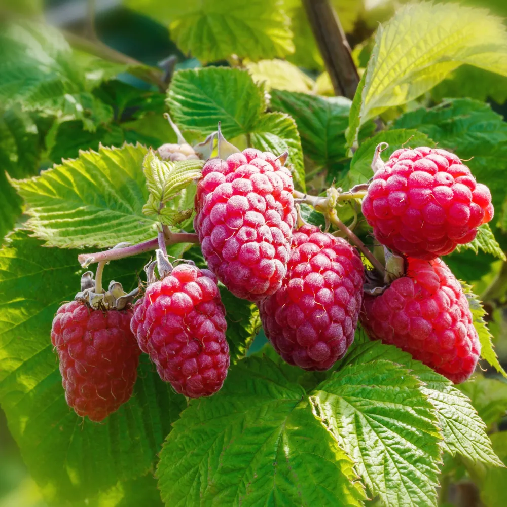 2 Framboisiers remontants Versailles Rubus idaeus versailles
