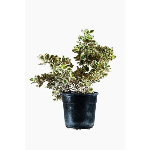 Coprosma Variegata en pot de 2,5 L multicolore