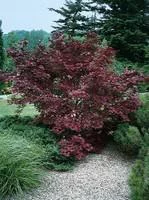 Erable du Japon (ACER PALMATUM COLLECTION ) Le pot de 3 litres
