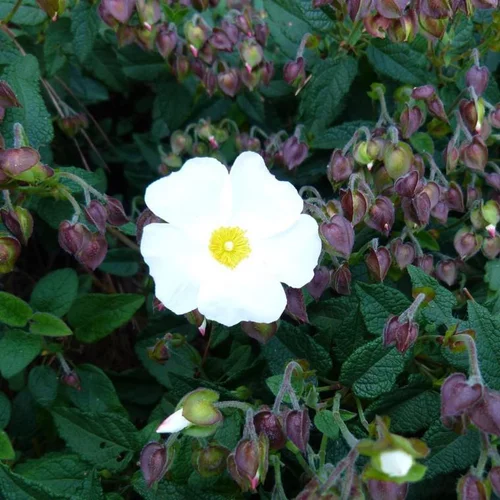 Ciste (Cistus) X Corbariensis blanc 30/40. Le pot de 5 litres