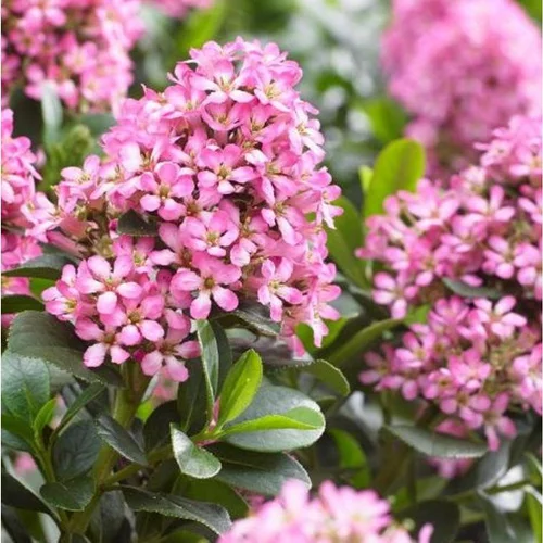 Escallonia Laevis Pink Elle touffe. Le pot de 7,5 litres