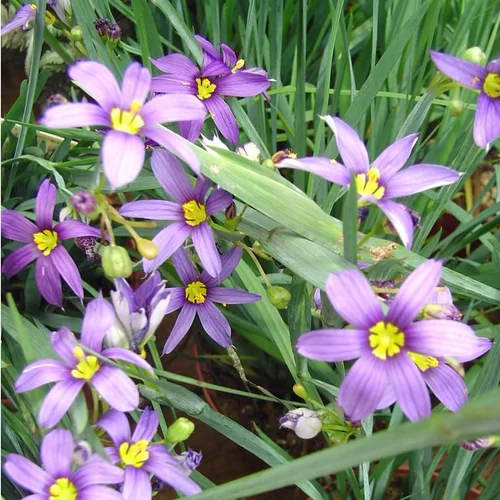 Sisyrinchium Californicum - Le pot de 2 litres