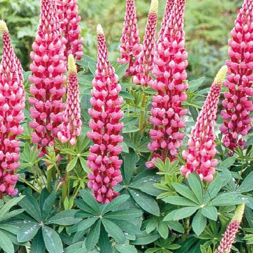 Lupin rose - Le pot de 9 x 9 cm