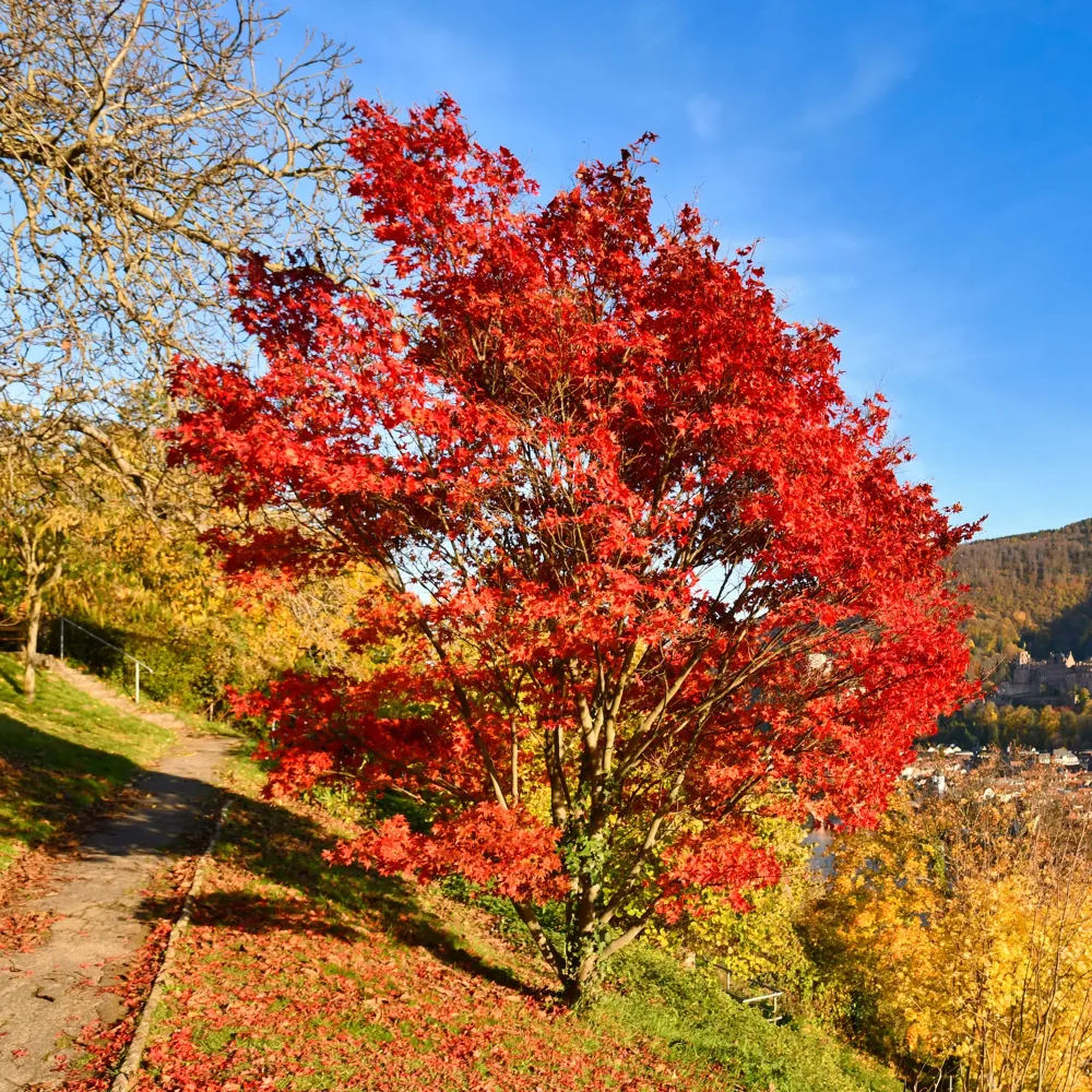 Erable du fleuve Amour Acer ginnala