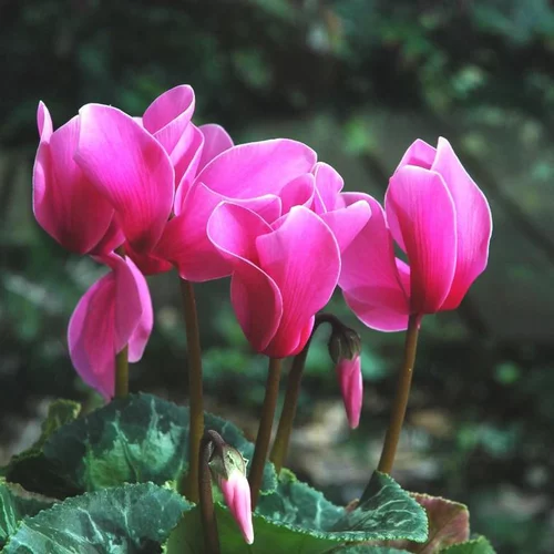 Mini cyclamen - 4 plants de 8 cm en barquette.