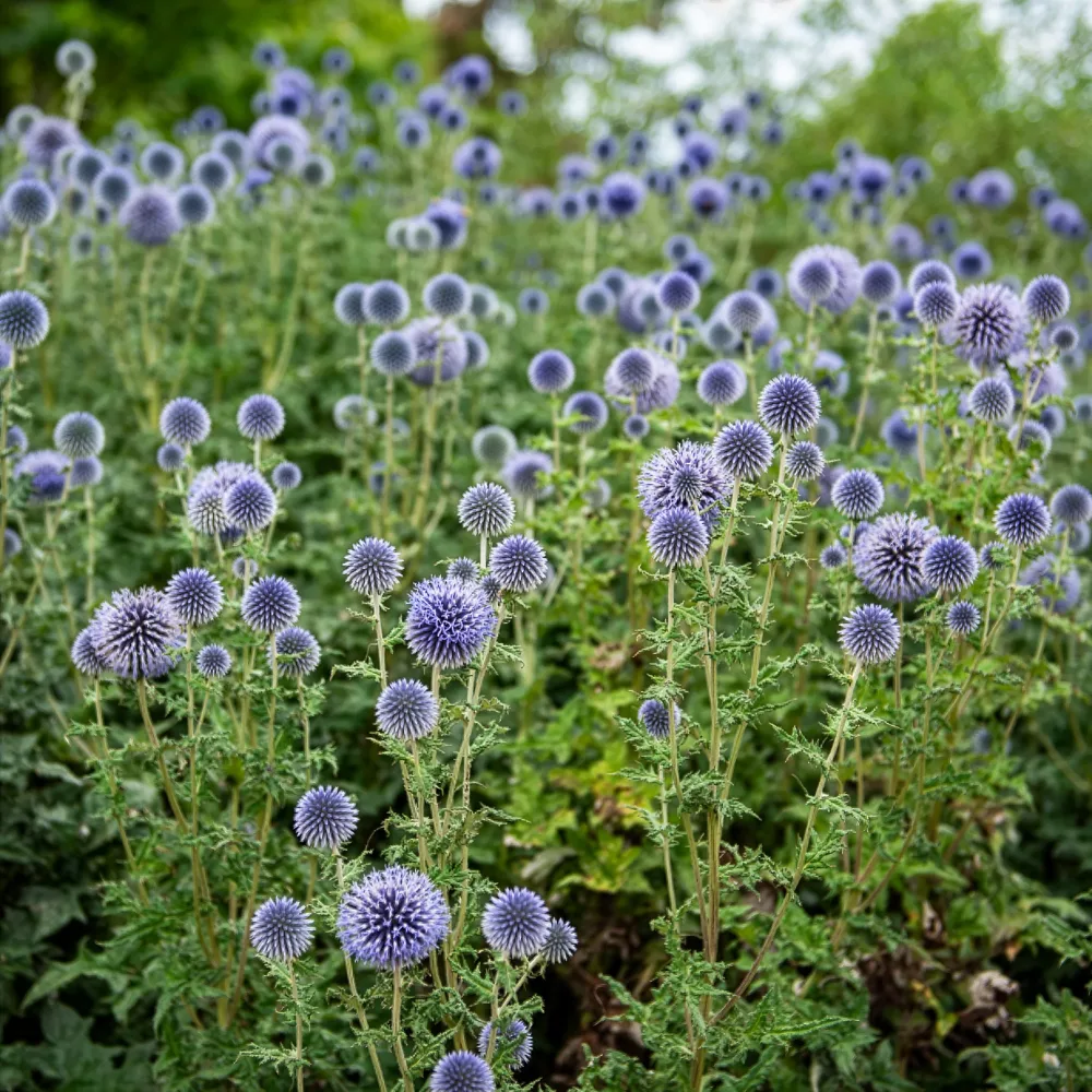 Boule azurée - Chardon boule - Echinops Echinops ritro