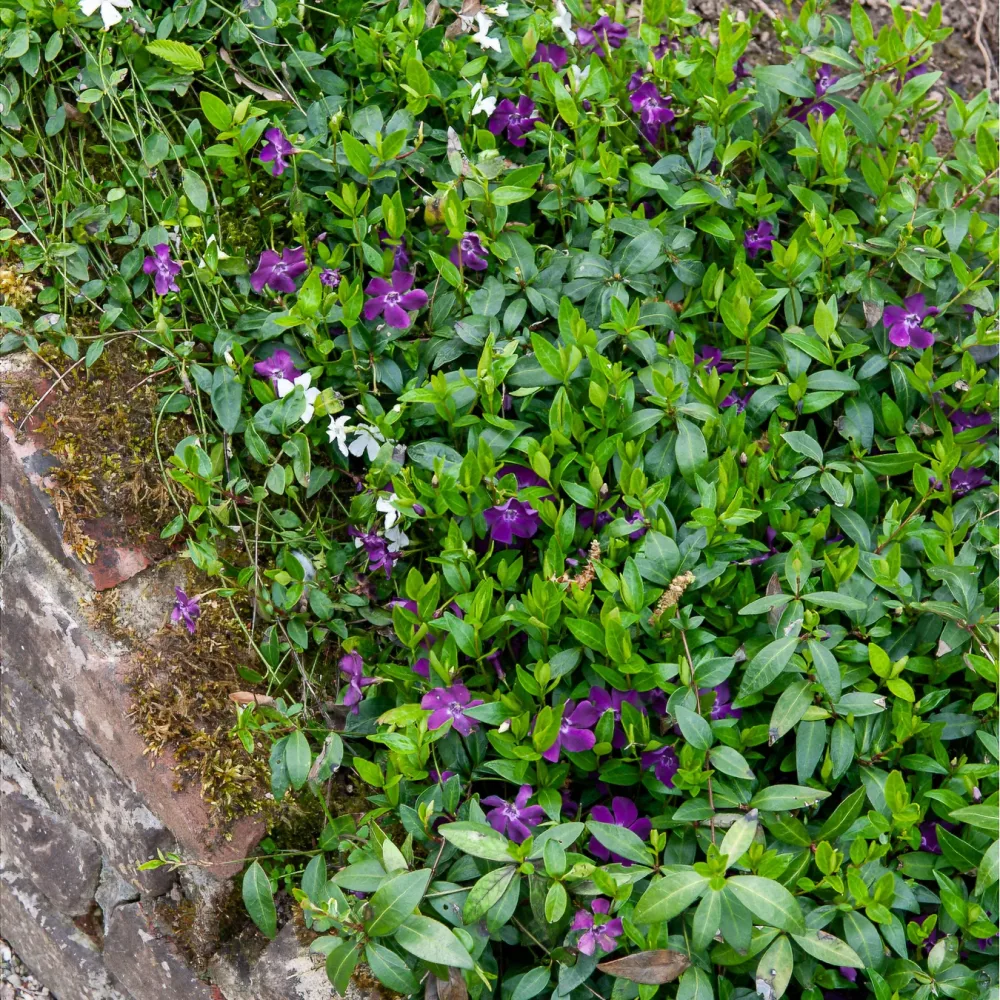 Petite pervenche Atropurpurea Vinca minor atropurpurea