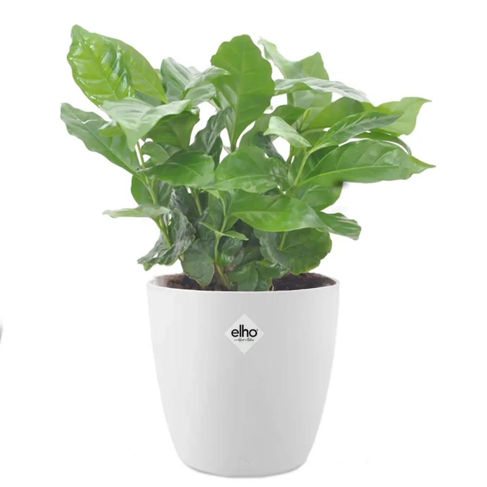 Cafeier et son cache-pot blanc ELHO Coffea arabica